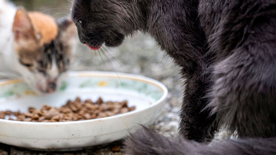 Gatto che mangia dalla sua ciotola