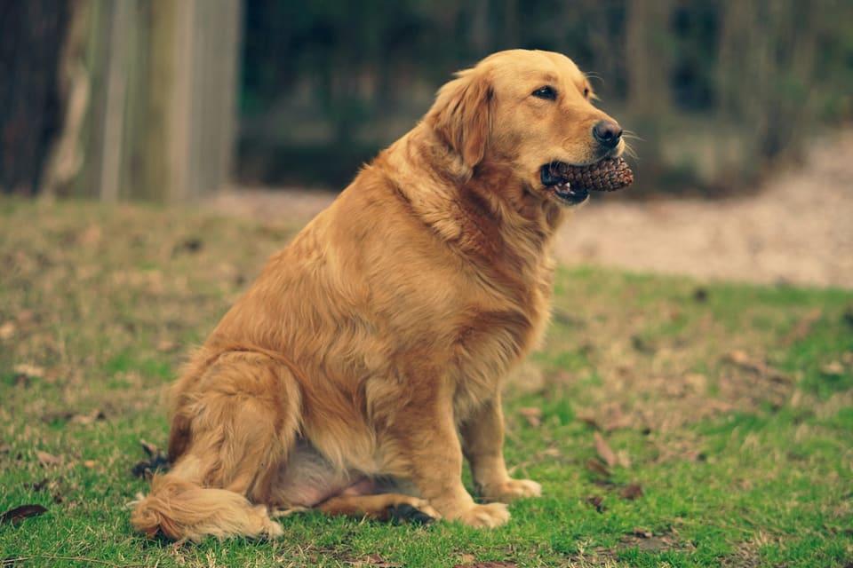 Golden retriever seduto sereno su un prato verde