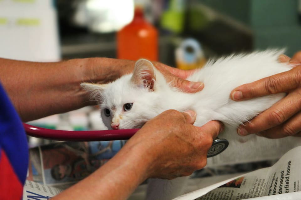 Gattino bianco tenuto con delicatezza dalle mani di un veterinario durante la visita
