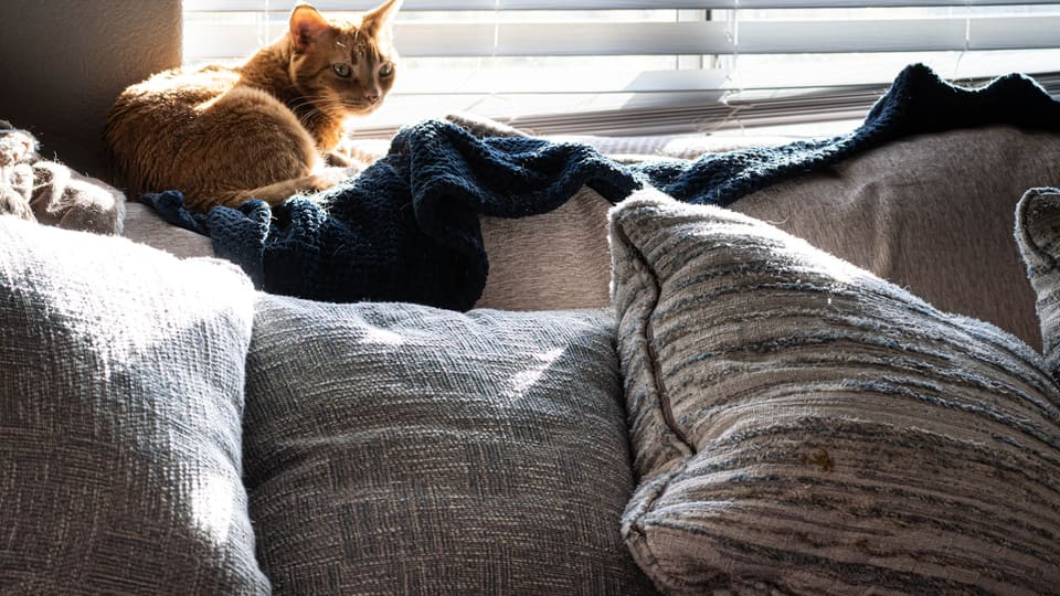 Gatto rilassato vicino a una finestra luminosa